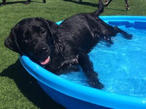 Black Lab puppy lying in a small plastic pool. Dog boarding services at Metro Dog in Richmond, CA