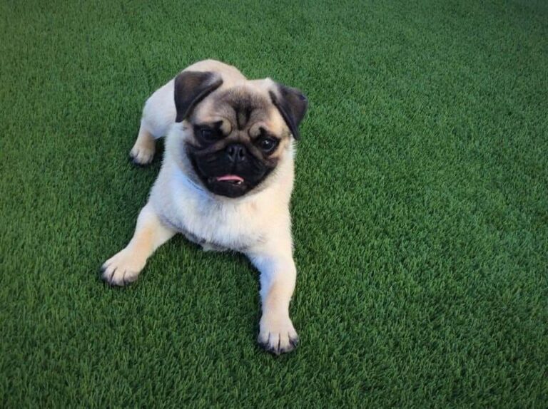 pug sitting on the grass at metro dog's daycare center