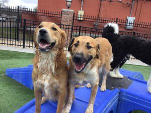 dog boarding at Metro Dog in Richmond, CA