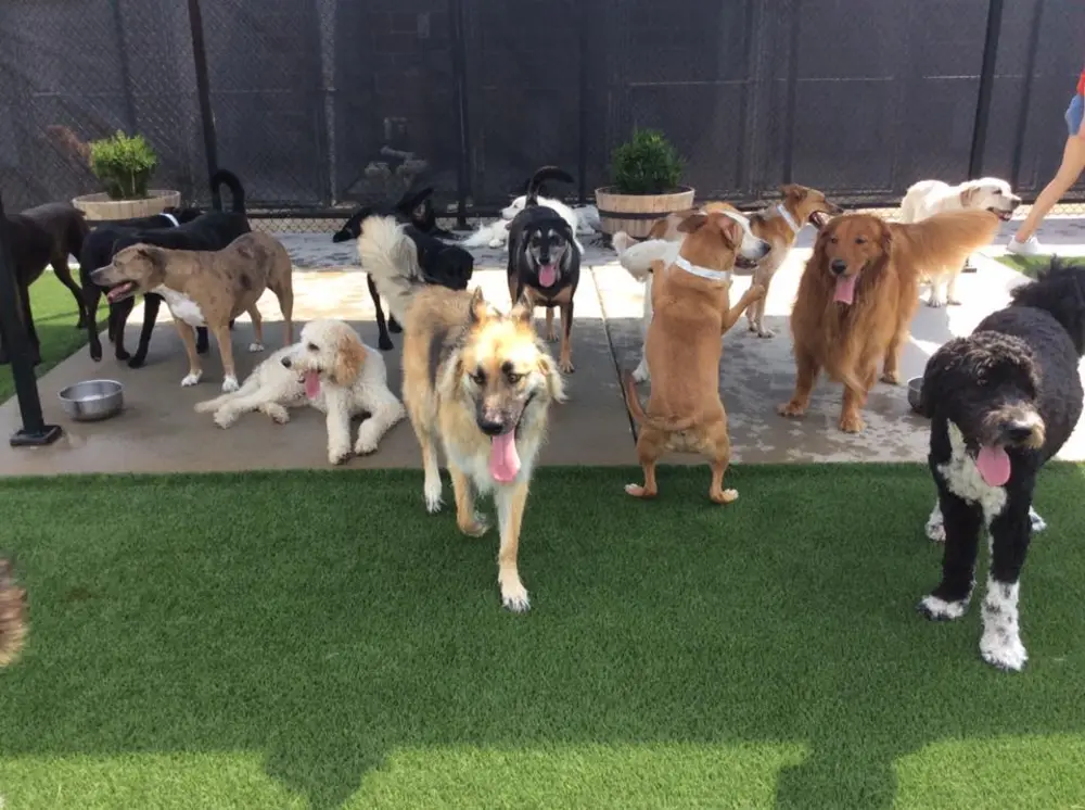 group of dogs at day camp