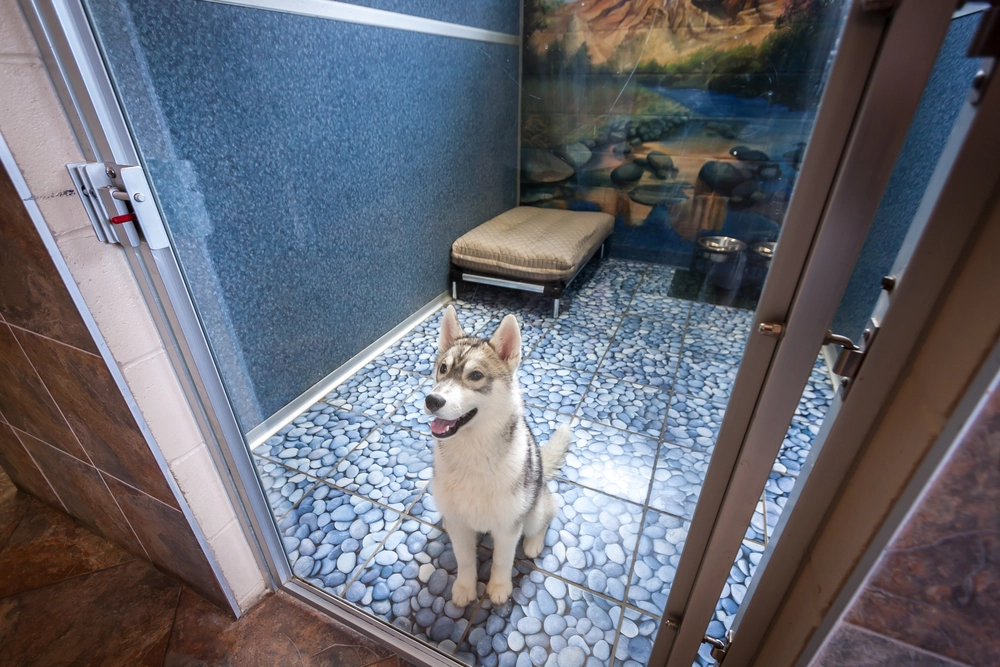 dog inside of pet suite