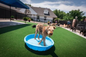 dog in doggie pool