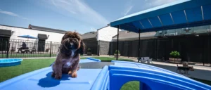 Blog - Metro Dog dog standing on slide