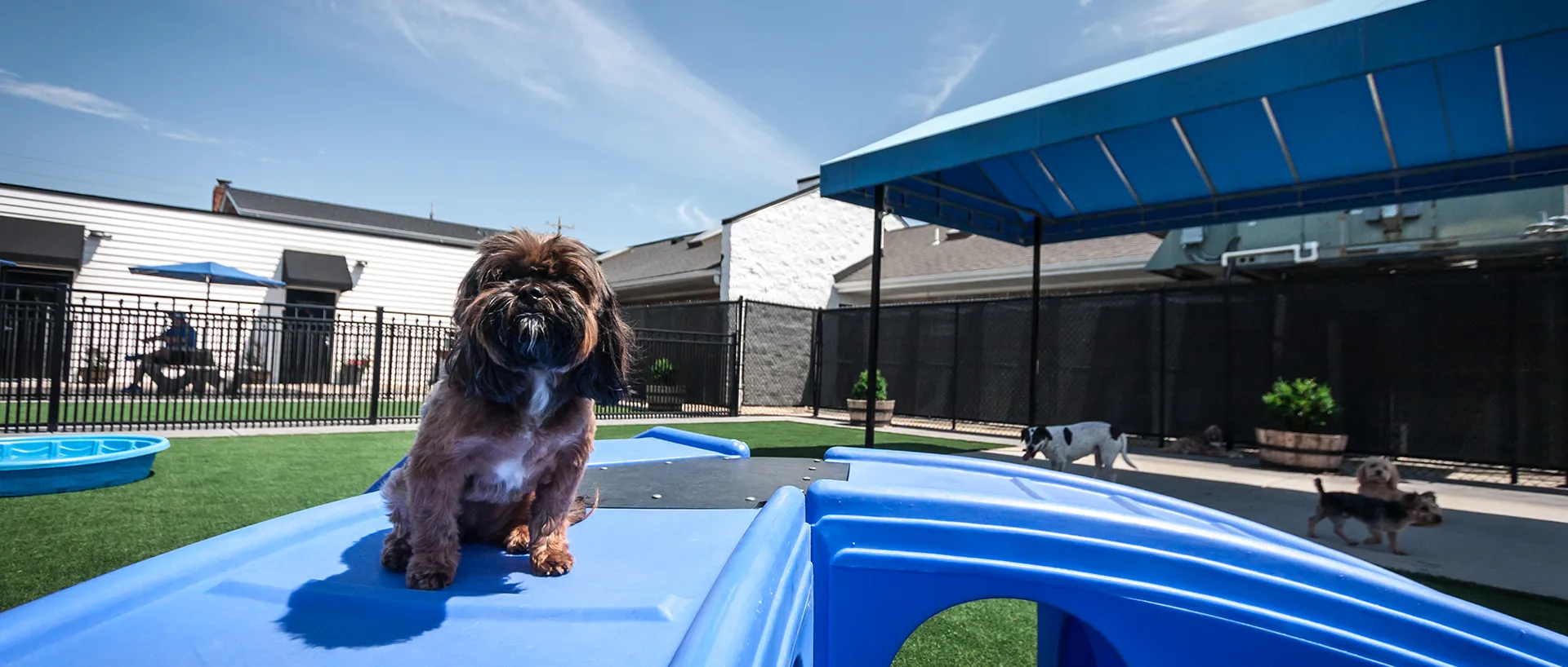 Read more about the article Boarding Your Dog for the First Time? Here’s What to Expect