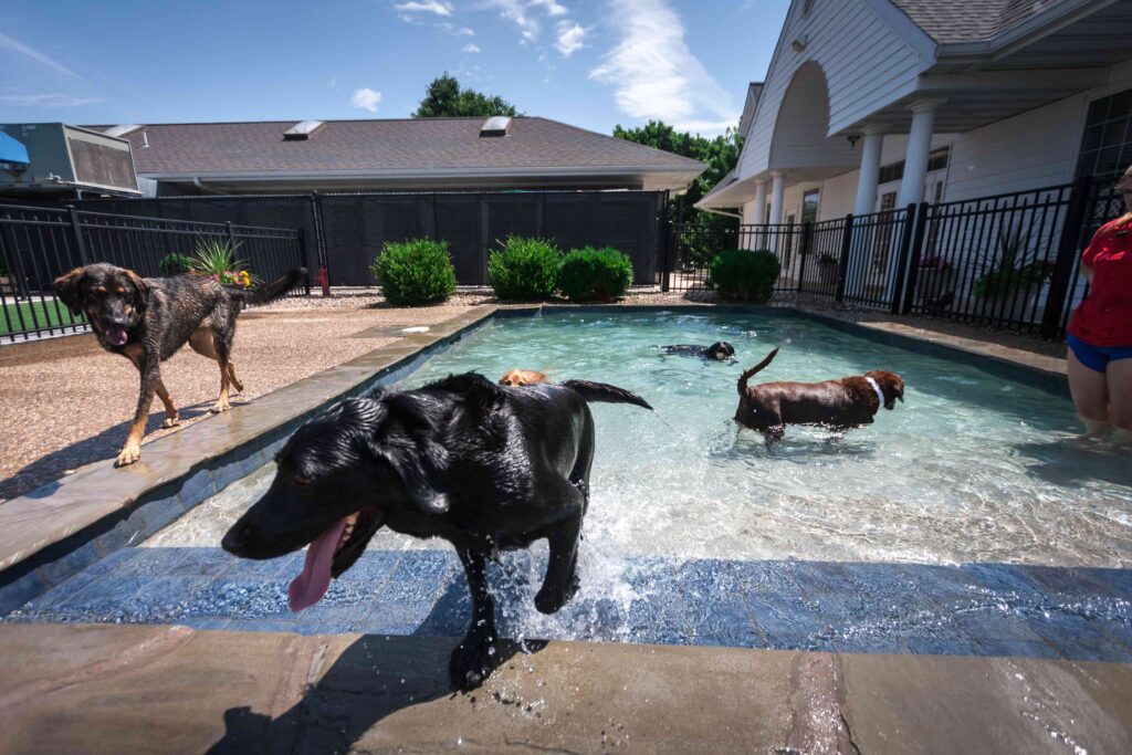 Dogs having fun at daycare cooling off in the pool