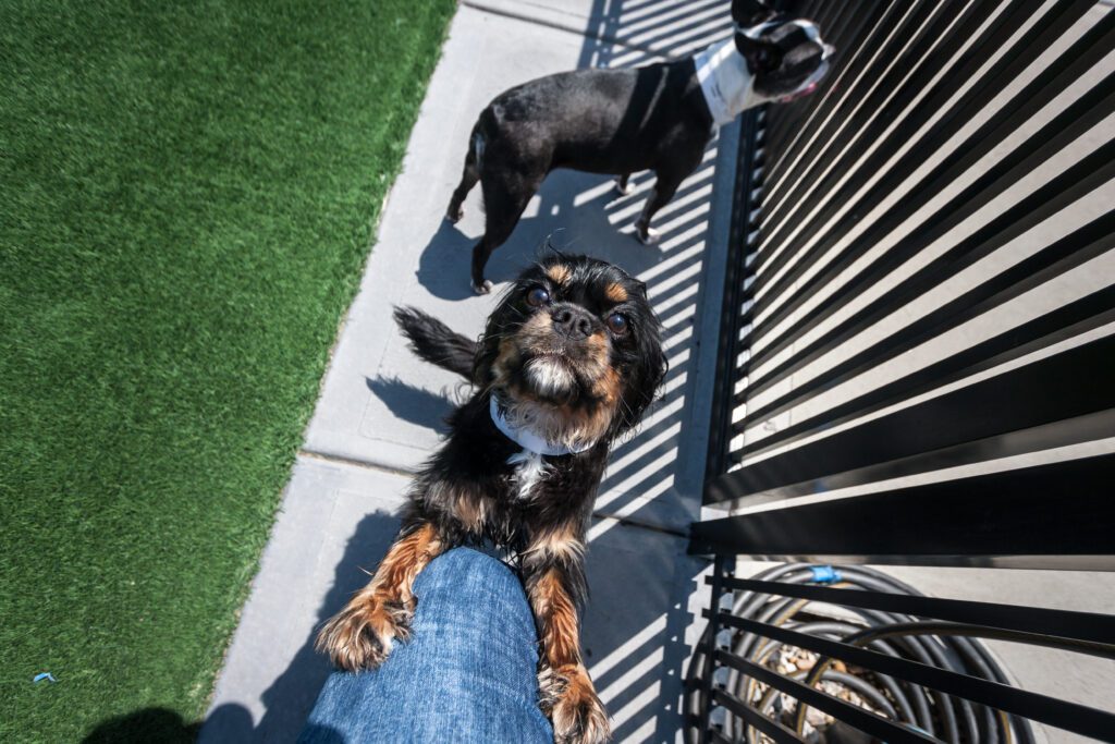2 small dogs playing outside at Metro Dog in Richmond, CA