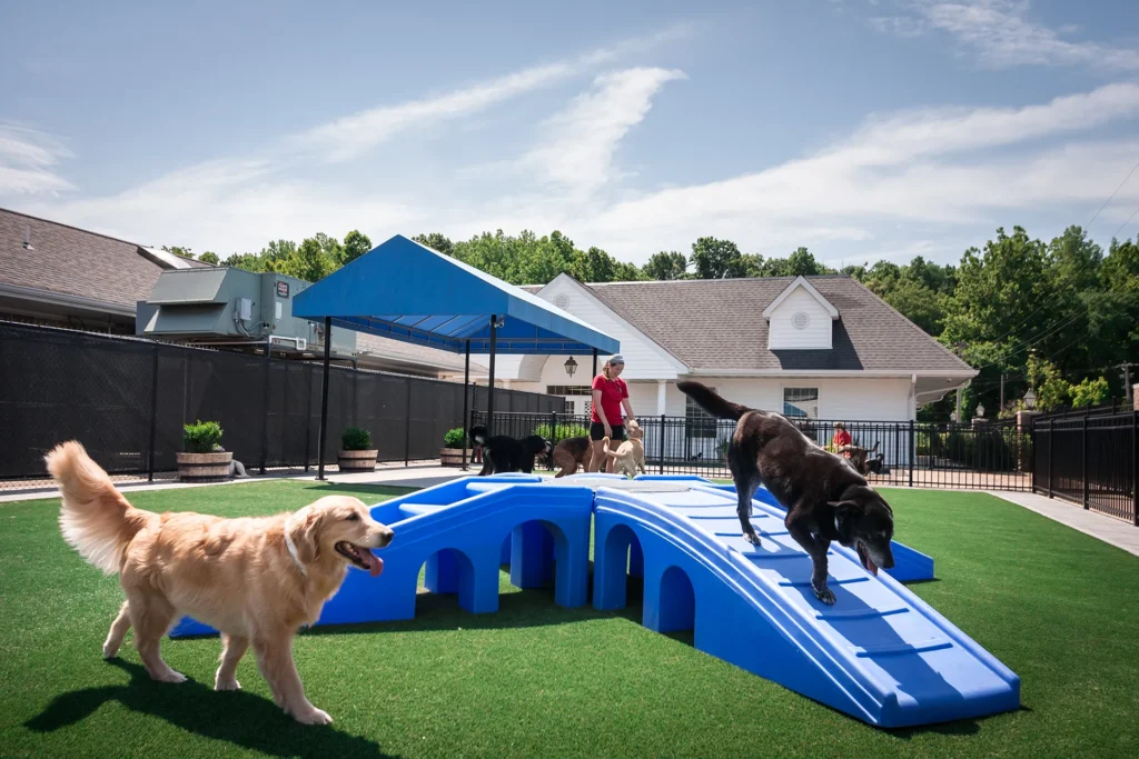 Dog Training in Richmond, CA - Metro Dog