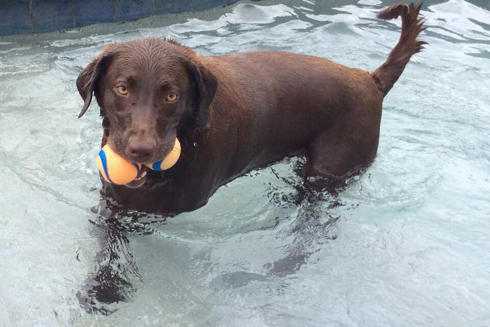 chocolate lab playing with a toy in a swimming pool