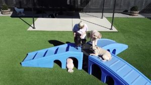 what to expect at dog daycare