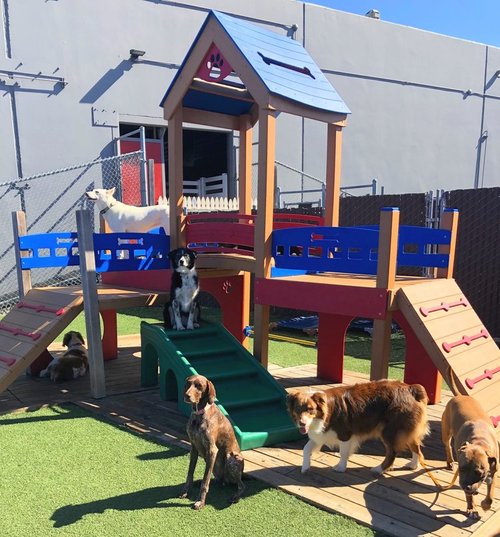 group of dogs playing outside