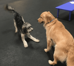 2 dogs playing indoors