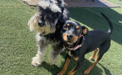 2 dogs playing at dog park