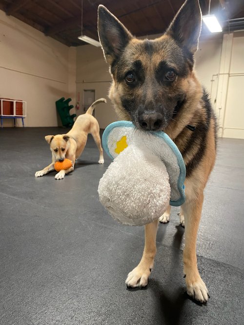 Dogs playing with chew toys