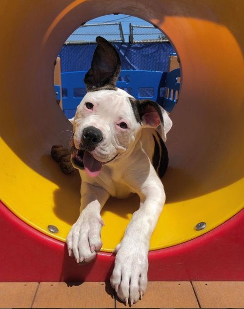 Dog Training in Richmond, CA - Metro Dog Dog Training in Richmond, CA - Metro Dog