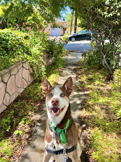 Brown dog smiling at camera