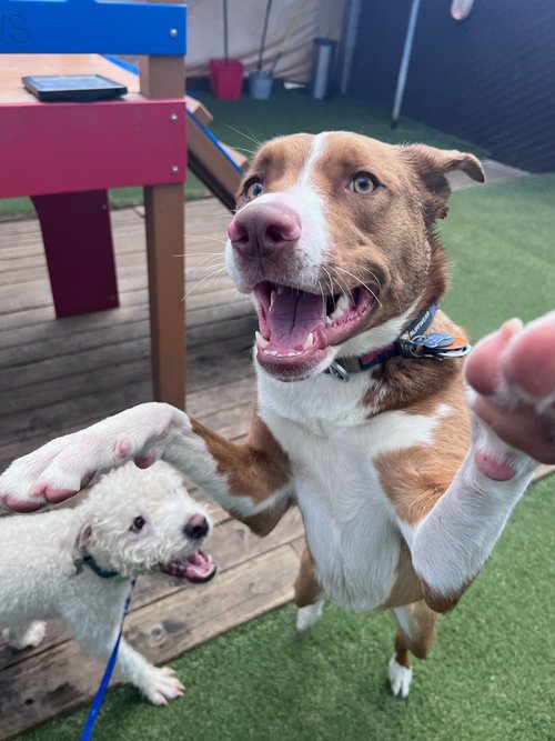 two dogs playing together outdoors