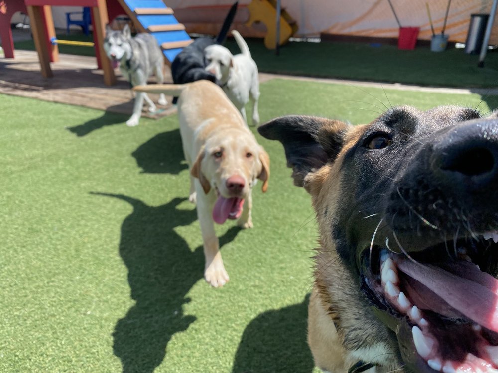 Play-and-Train - Metro Dog play and train