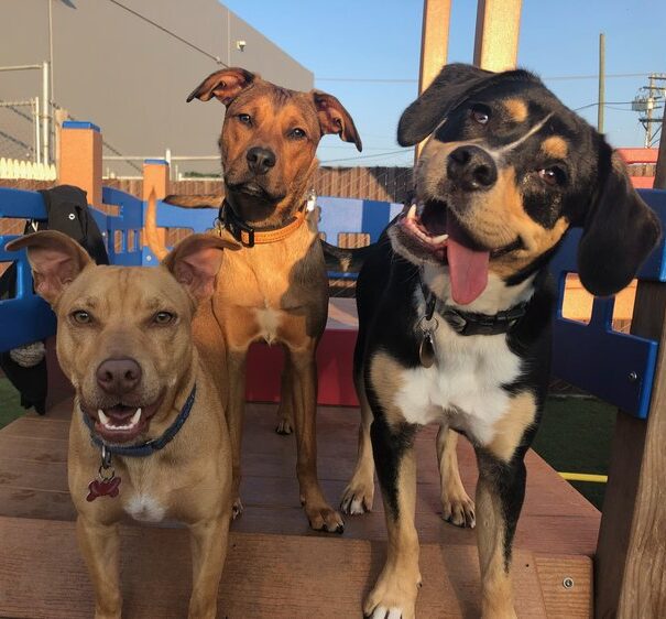 Daycare - Metro Dog