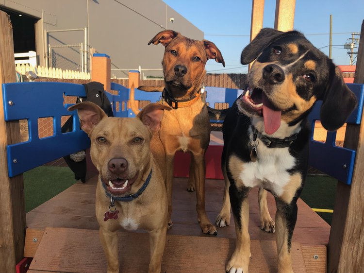 what to expect at dog daycare