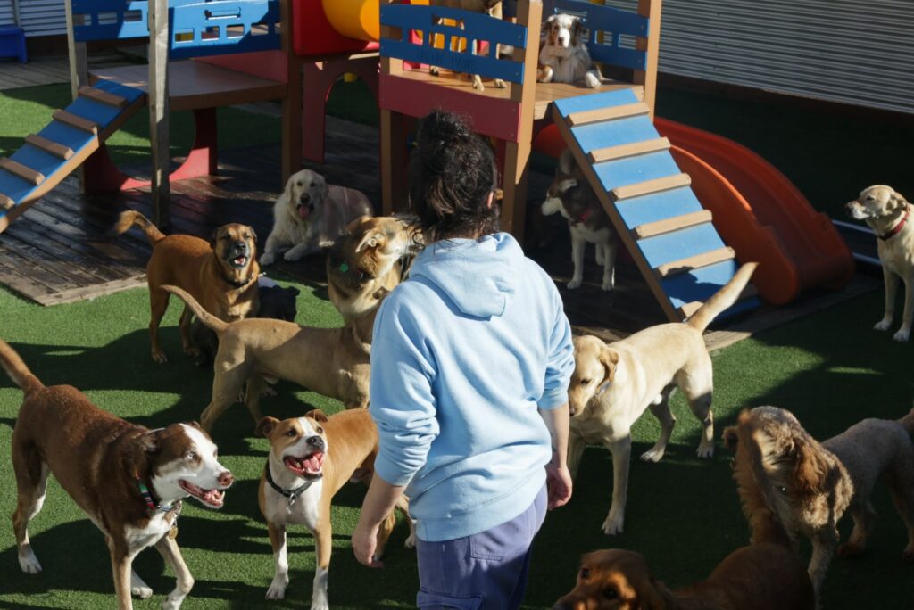 woman surrounded by dogs at dog park