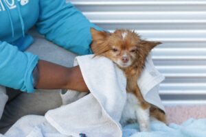 wet dog being dried off with towel
