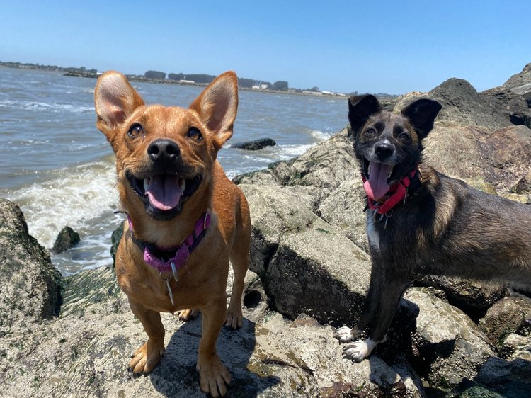 How Often Should I Wash My Dog? - Metro Dog 2 dog standing on rocks with ocean in background