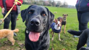 Upclose of a smiling black labrador with other dogs in background at a park