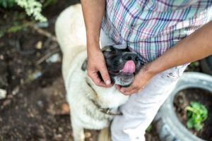 dog licking person