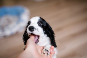 A one-month-old white spaniel puppy with black ears and spots is nibbling its owner's fingers