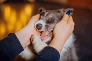 Border Collie Puppy Playfully biting owner's hand