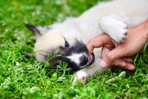 Blog - Metro Dog A beautiful Siberian Laika puppy playfully bites his owner's finger