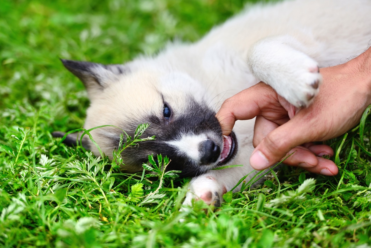 Read more about the article How to Stop Puppy Biting: Training Tips That Work