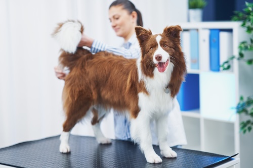 Brown Border Collie dog receiving anal gland maintenance at Metro Dog