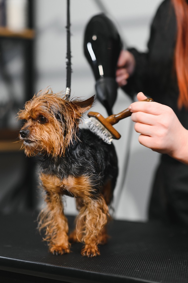 Dog Grooming in Richmond, CA - Metro Dog