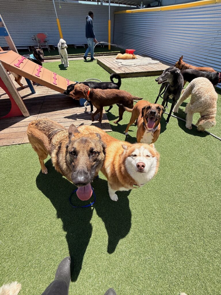 Daycare - Metro Dog
