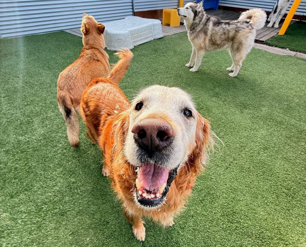 About Us - Metro Dog