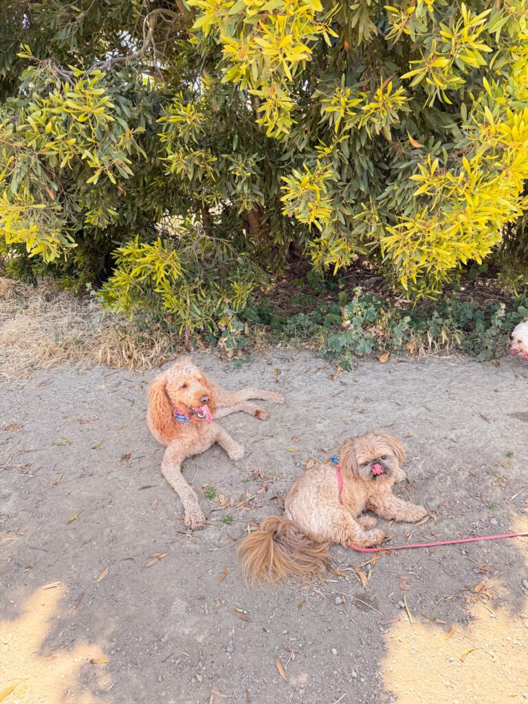 Puppy Daycare - Metro Dog
