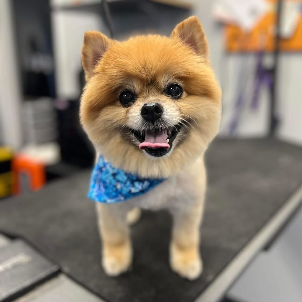 Dog Grooming in Richmond, CA - Metro Dog