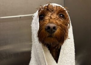Blog - Metro Dog