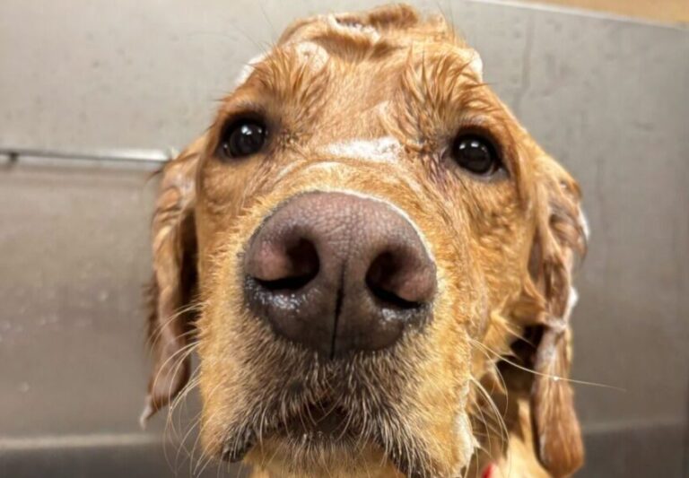 Dog Grooming in Richmond, CA - Metro Dog