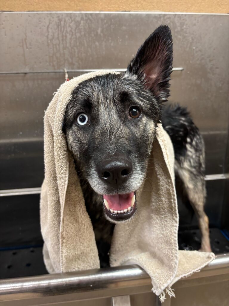 Dog Grooming in Richmond, CA - Metro Dog