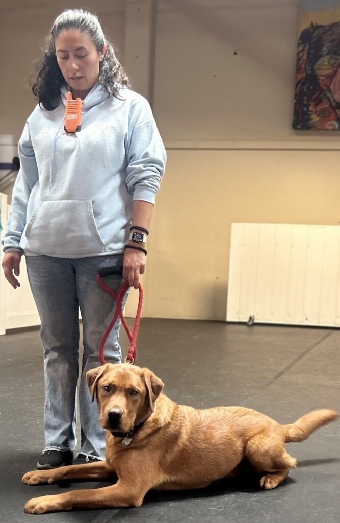 metro dog team member alexia training a dog