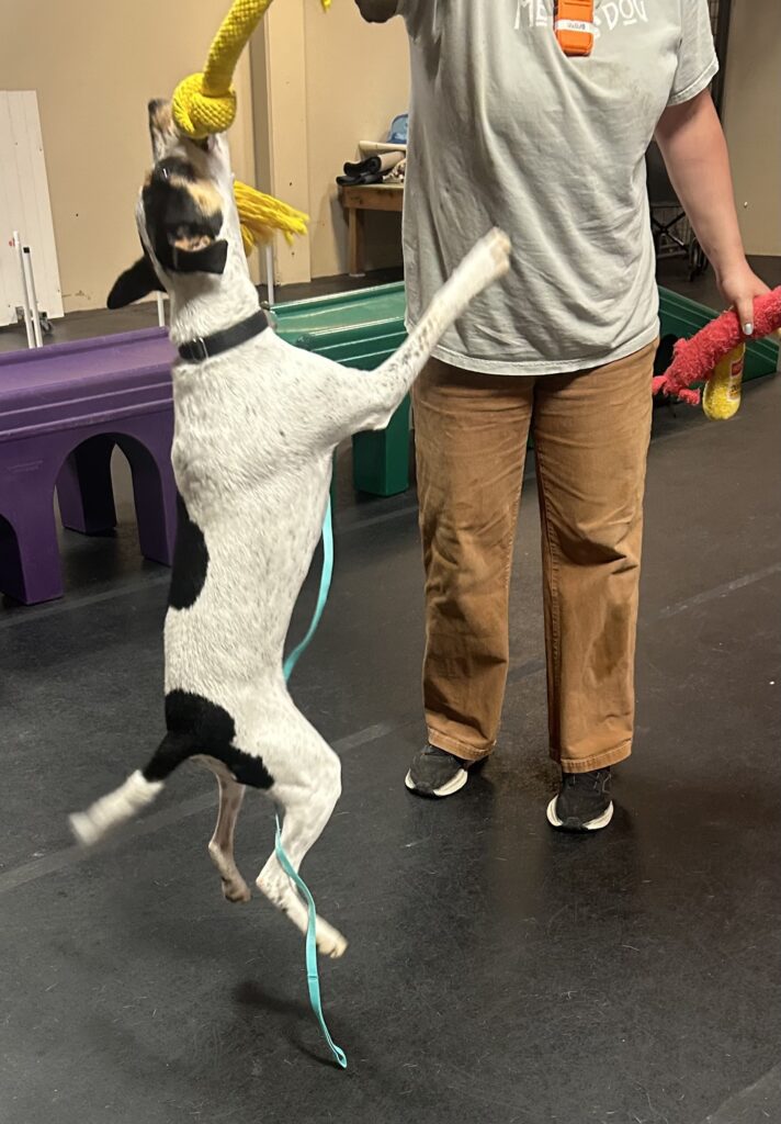 Dog Training in Richmond, CA - Metro Dog