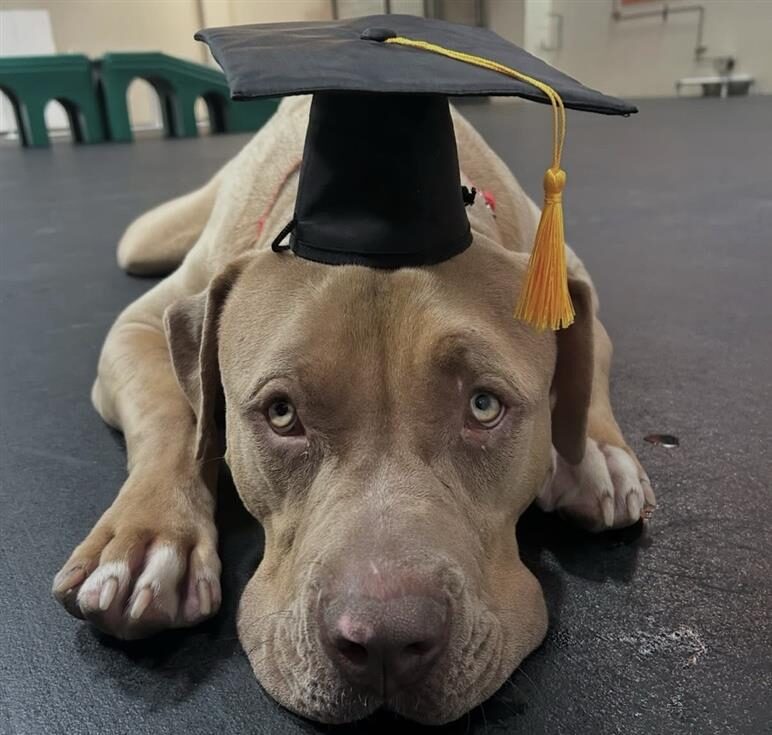 Dog Training in Richmond, CA - Metro Dog