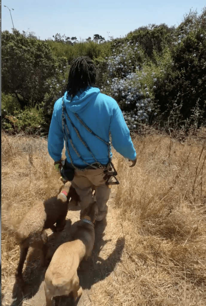 metro dog team member keyon walking with a dog