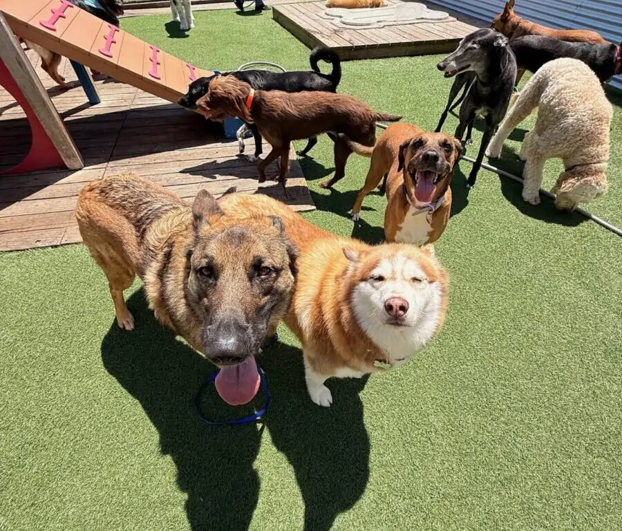 a group of dogs socializing at dog daycare