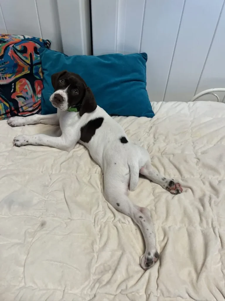 dog laying on its stomach on bed during boarding