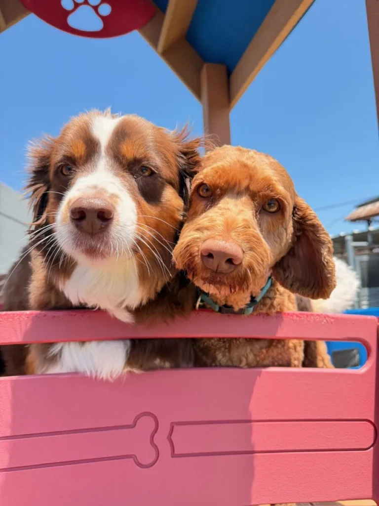two dogs sitting together at dog daycare