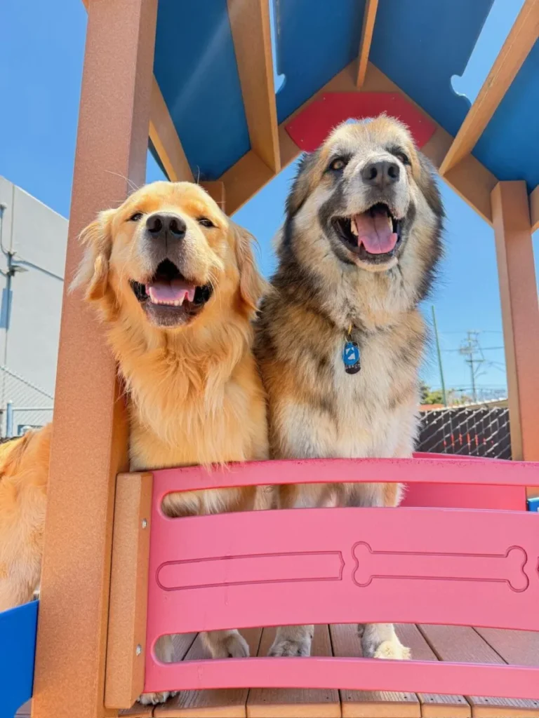two dogs sitting together at dog daycare