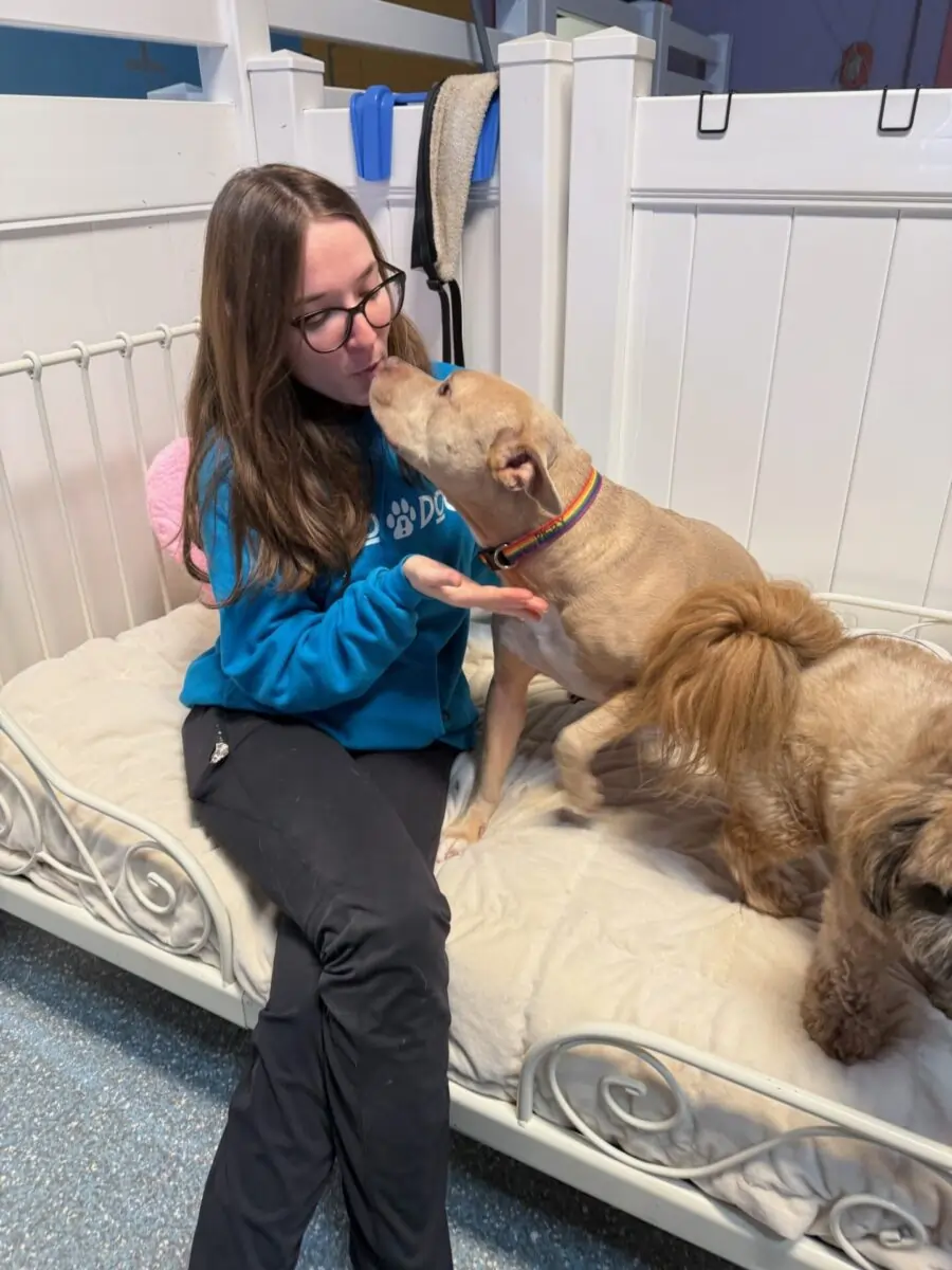 dog at boarding with metro dog staff